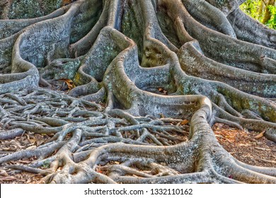 Morton Bay Fig Tree Tangled Roots