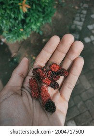 Morus, A Genus Of Flowering Plants In The Family Moraceae, Consists Of Diverse Species Of Deciduous Trees Commonly Known As Mulberries