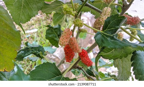 Morus, A Genus Of Flowering Plants In The Family Moraceae, Consists Of Diverse Species Of Deciduous Trees Commonly Known As Mulberries