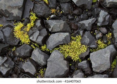 Mosaic Of Black Volcanic Rocks And Neon Green Moss, Iceland