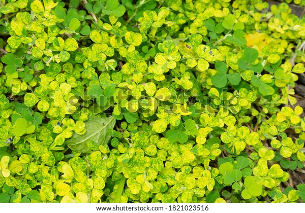 The mosaic virus destroys the green cover leaves\
and This pathogen is called \