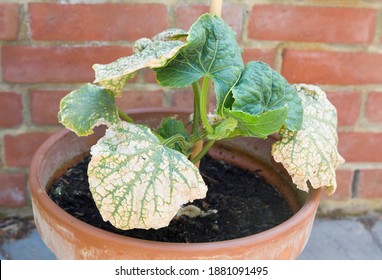 Mosaic Virus On The Leaves Of A Cucumber Plant In A UK Garden