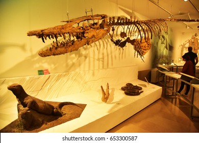 Mosasaur Skeleton At Royal Belgian Institute Of Natural Sciences

October 2016, Brussels