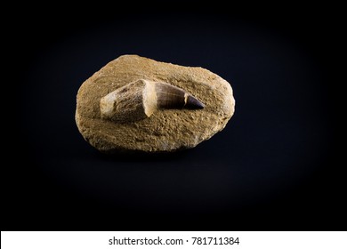 Mosasaurus Tooth Fossil