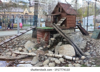 Moscow, April 2015, Raccoon House In The Zoo