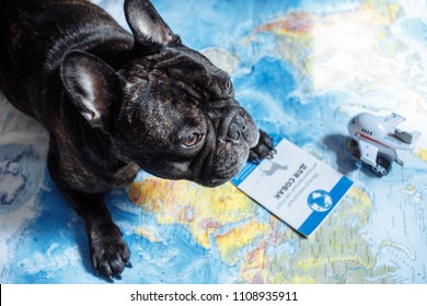 Moscow, Russia - 06 09 2018: French Bulldog Lies On The World Map With Passport, Hat And Small Plane, Travel With Dog, Where To Go With Dog Concept