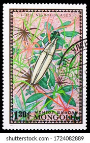 MOSCOW, RUSSIA - APRIL 18, 2020: Postage stamp printed in Mongolia shows Larder Beetle (Lixus nigrolineatus), Bugs serie, circa 1972