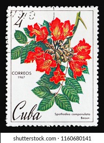 MOSCOW, RUSSIA - AUGUST 18, 2018: A stamp printed in Cuba shows Spathodea campanulata, Botanical Gardens in Cuba serie, circa 1967
