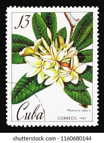 MOSCOW, RUSSIA - AUGUST 18, 2018: A stamp printed in Cuba shows Plumeria alba, Botanical Gardens in Cuba serie, circa 1967