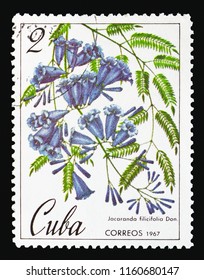 MOSCOW, RUSSIA - AUGUST 18, 2018: A stamp printed in Cuba shows Jacaranda filicifolia, Botanical Gardens in Cuba serie, circa 1967