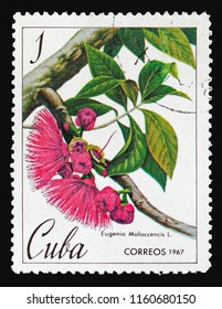 MOSCOW, RUSSIA - AUGUST 18, 2018: A stamp printed in Cuba shows Eugenia malaccencis, Botanical Gardens in Cuba serie, circa 1967