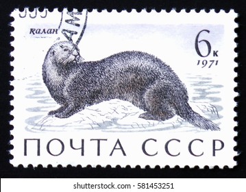 MOSCOW, RUSSIA - FEBRUARY 12, 2017: Postage Stamp With A Picture Of Sea Otter (Enhydra Lutris), Printed In USSR, Circa 1971