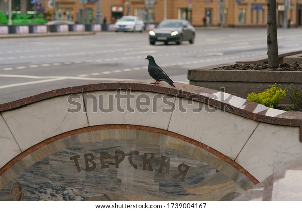 Moscow, Russia - May 2, 2020: Photography of a pigeon at\
a city street. Spring Moscow street, Tverskaya subway station\
entrance. The theme of animal care, virus protection, coronavirus\
pandemic 