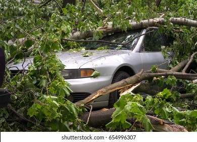 986 Crushed car tree Images, Stock Photos & Vectors | Shutterstock