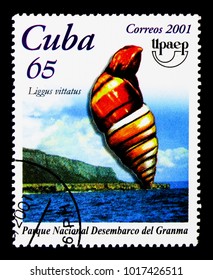 MOSCOW, RUSSIA - NOVEMBER 25, 2017: A stamp printed in Cuba shows Land Snail (Liguus vittatus), UNESCO World Heritage serie, circa 2001