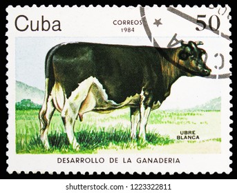 MOSCOW, RUSSIA - OCTOBER 21, 2018: A stamp printed in Cuba shows Black-and-white Cow (Bos primigenius taurus), Development of cattle-breeding serie, circa 1984