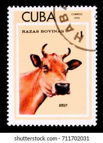 MOSCOW, RUSSIA - SEPTEMBER 3, 2017: A stamp printed in shows Jersey Cow (Bos primigenius taurus), Breeds of cattle serie, circa 1973