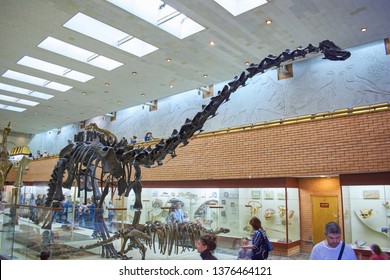 Moscow, Russia, Yu.A. Orlov Paleontological Museum, March 22, 2017, Side View Of A Brachiosaurus Skeleton