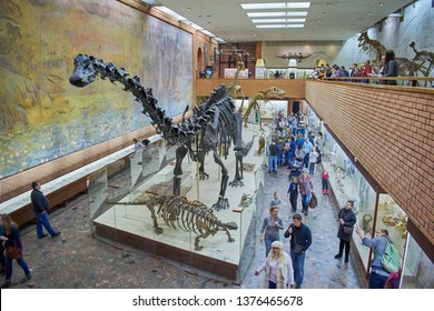 Moscow, Russia, Yu.A. Orlov Paleontological Museum, March 22, 2017, The Brachiosaurus Skeleton In Front