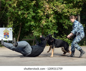 MOSCOW, RUSSIA-SEPTEMBER 15, 2018: Training Service Dog For The Detention Of An Armed Criminal