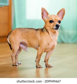 Moscow Toy Terrier standing on  parquet floor