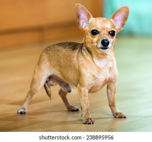 Moscow Toy Terrier standing on  parquet floor at home