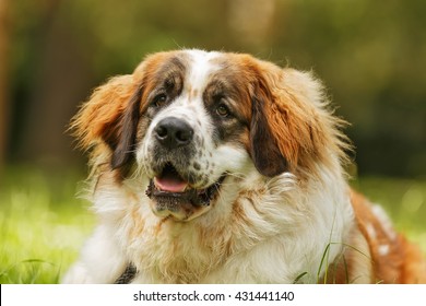 299 Moscow guard dog Images, Stock Photos & Vectors | Shutterstock