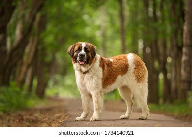 Moscow Watchdog moskovskaya storozhevaya russian breed guard dog outdoor