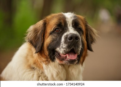 Moscow Watchdog moskovskaya storozhevaya russian breed guard dog outdoor