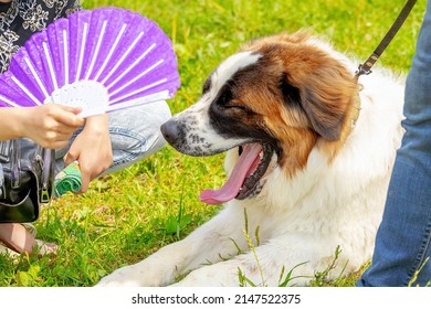 Moscow watchdog with open mouth near a woman with a fan