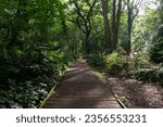 Moseley Bog, Tolkien Old Forest, Black Country UK. Forest board walk with sunlight shining through.