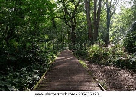 Moseley Bog, Tolkien Old Forest, Black Country UK. Forest board walk with sunlight shining through.