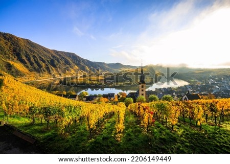 The Moselle loop in autumn, a beautiful river in Germany, makes a 180 degree loop. with vineyards and a great landscape and lighting in the morning, golden autumn