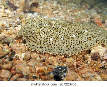 A Moses Sole (flatfish, Pleuronectiformes) Camouflaged On Sand At Night