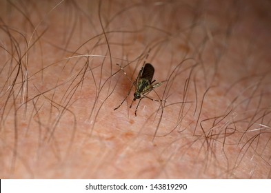 mosquito - Shutterstock ID 143819290