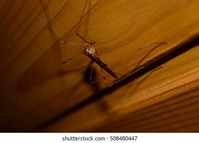 mosquito