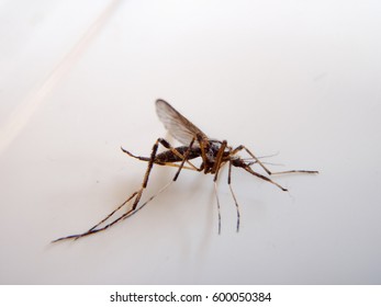 mosquito 