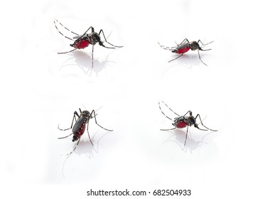 Mosquito (Aedes Aegypti) Sucking Blood . 