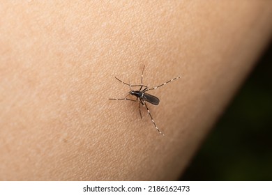 Mosquito Bite Dangerous Malaria Fiverr Macro Photography Premium Photo