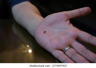 Mosquito Bite The Hand At Night. Animal And Healthy Concept.