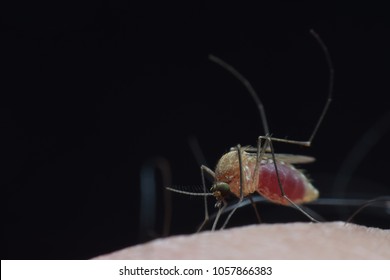 Mosquito Bite And Sucking Human Blood At Night, Ful Blood Inl Mosquitol Stomach. Macro Shot.