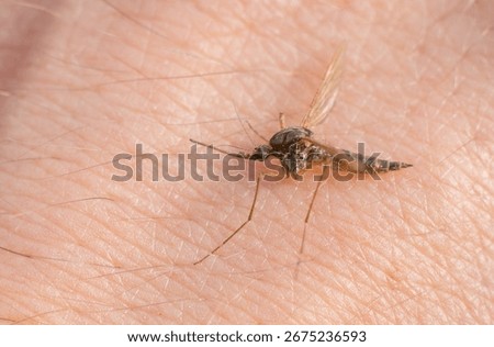 A mosquito bite.Insect bite protection.The mosquito is malarial.