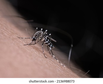 A Mosquito Bites A Hairy Human Skin