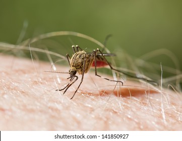 Mosquito Biting