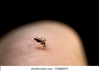 Mosquito Biting In The Arm Is A Cause Of Malaria.