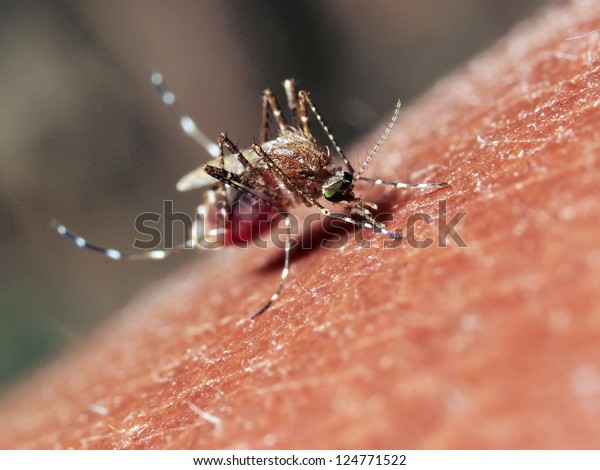 A mosquito biting a\
human