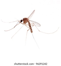 Mosquito Bug Isolated On White