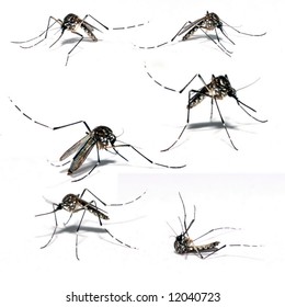 Mosquito Of Dengue - Aedes Aegipty .