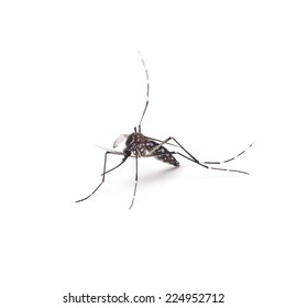 Mosquito Of Dengue - Aedes Aegipty On White Background