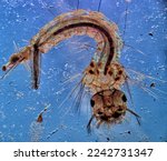 Mosquito (Diptera: Culicidae) larva under DIC microscope